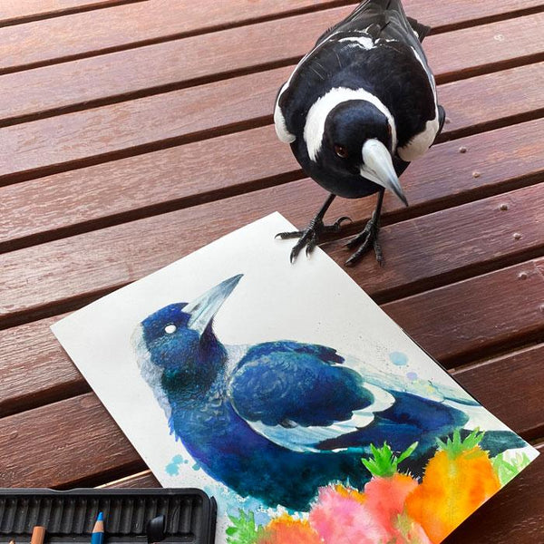 Magpie and Bottlebrush Art Print