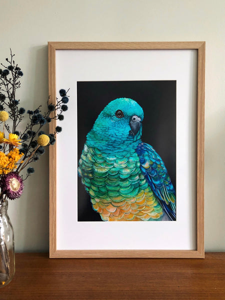 Banjo the Red Rumped Parrot Print
