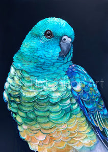 Banjo the Red Rumped Parrot Print