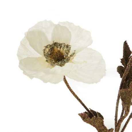 Poppy Stem - White