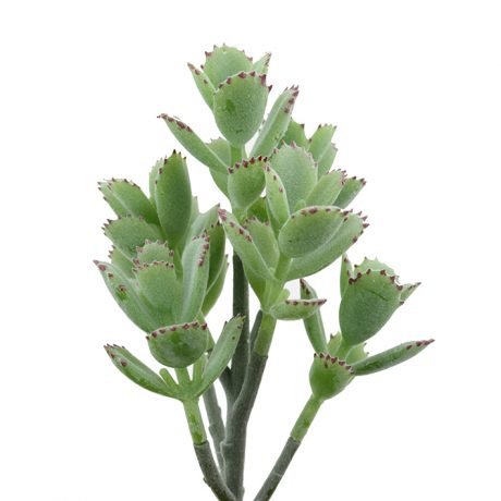 Bear Paw Succulent