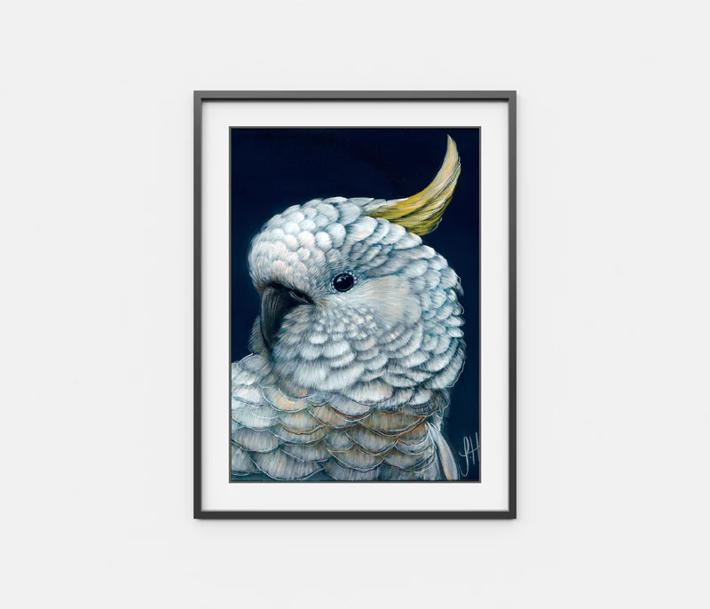 Harry the Sulphur Crested Cockatoo Print