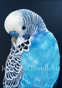 Locky the Budgie