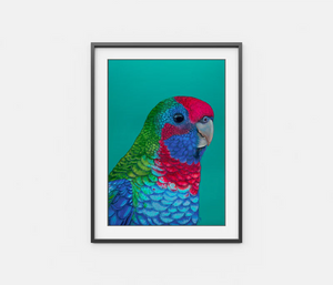 Percy The Crimson Rosella