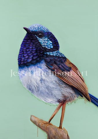 'Pip' The Superb Fairy Wren