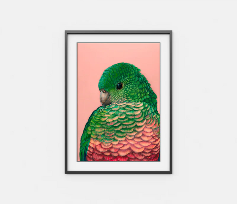 Queenie The King Parrot Print