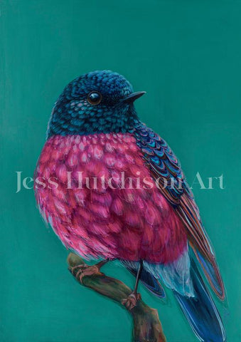 'Roy' The Pink Robin