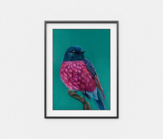 'Roy' The Pink Robin