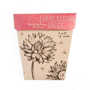 Everlasting Daisy Gift of Seeds